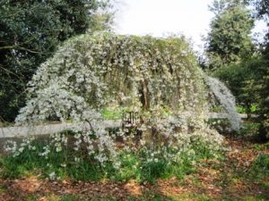 Kew Gardens ws